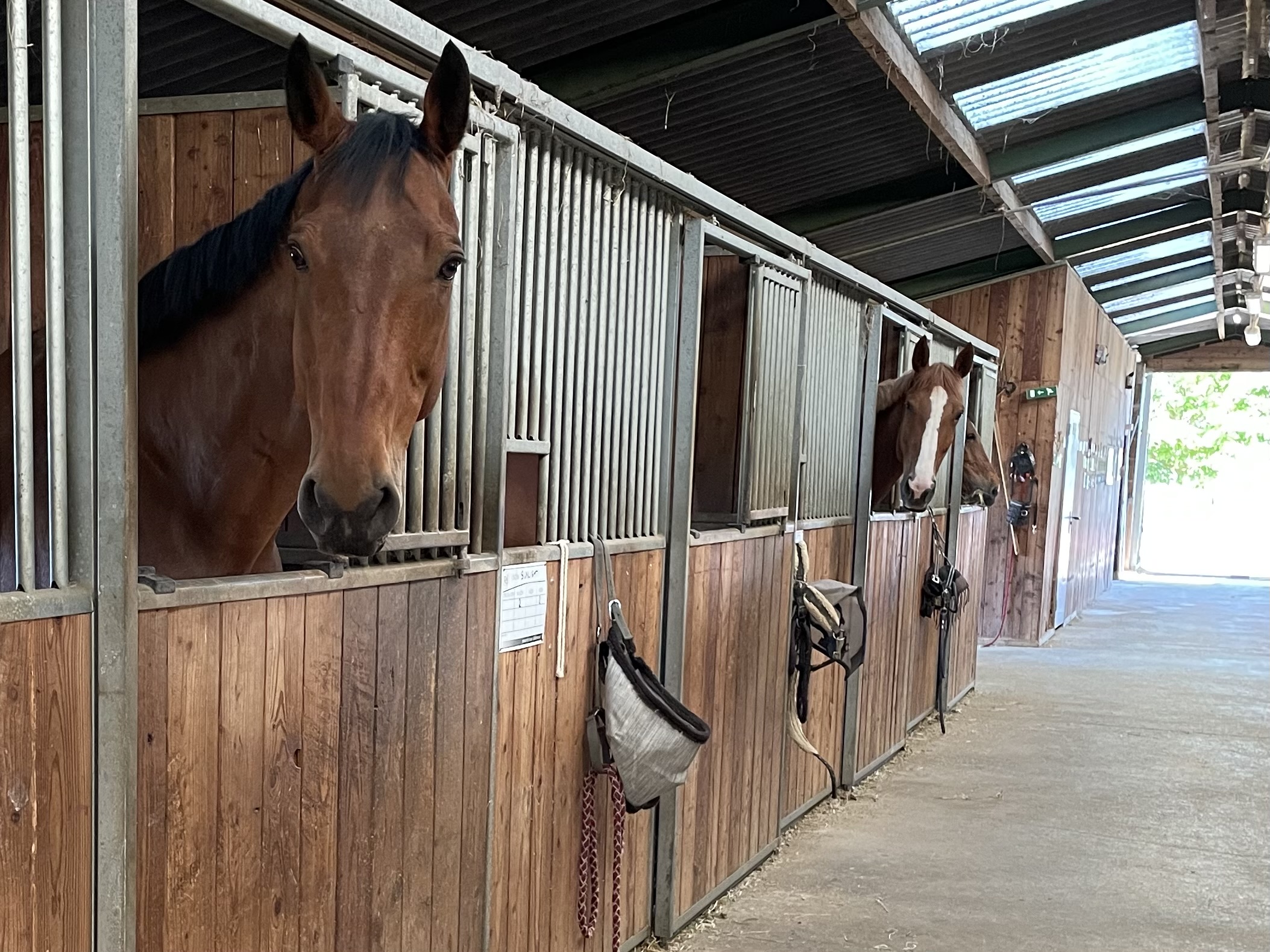 écuries de neveztell rennes