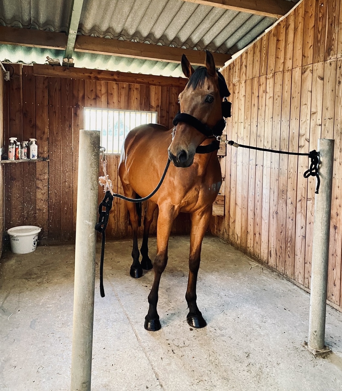 écuries de neveztell rennes