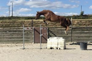 Electre de Neveztell Rodéo de Baugy x Kannan