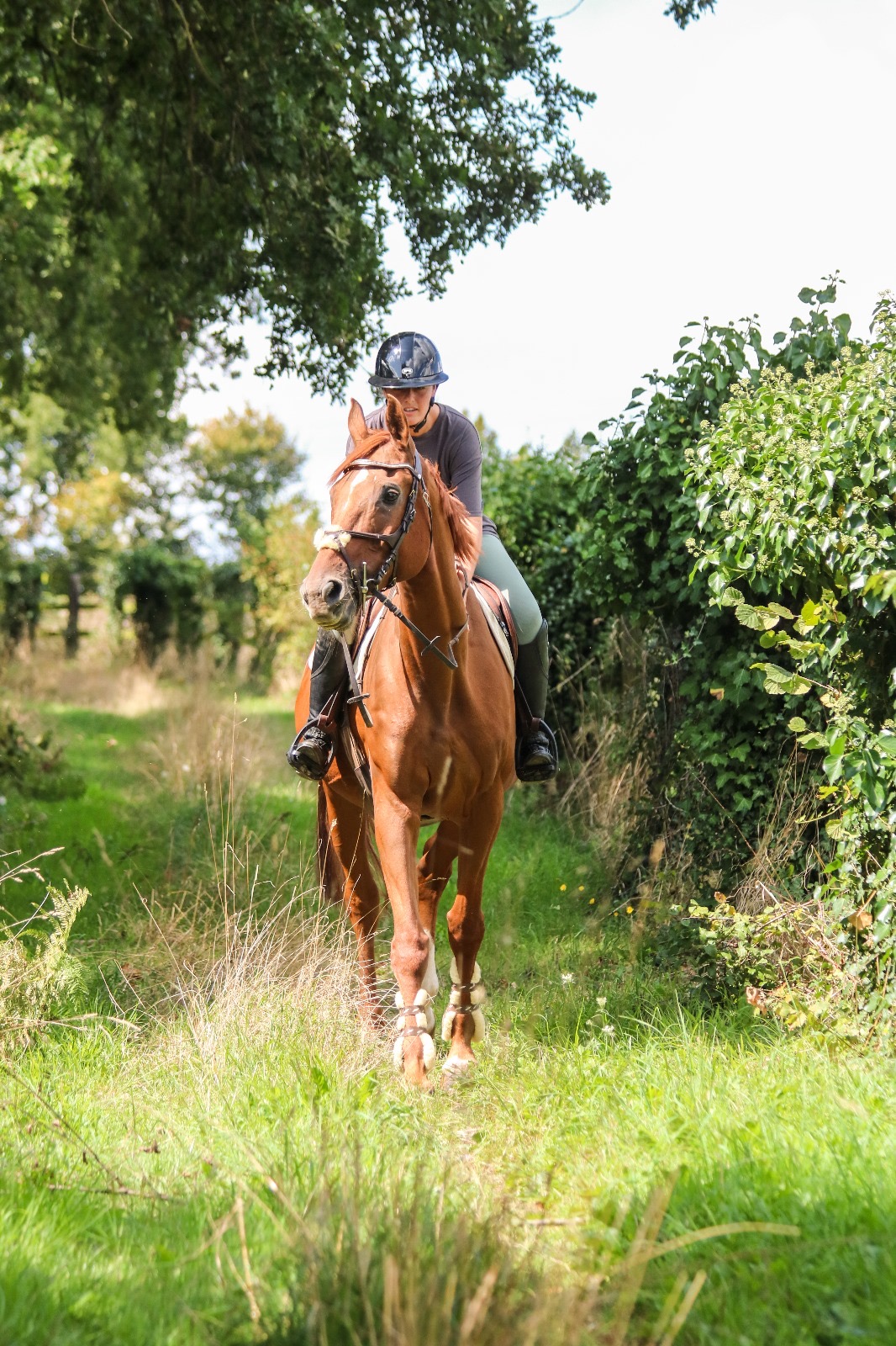 écuries de neveztell rennes