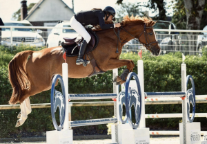 Hirondel de Neveztell - élevage neveztell rennes