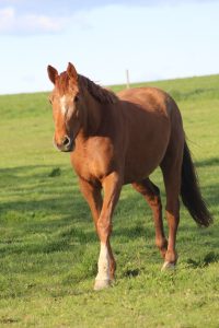 Impulsive Neveztell LG - Elevage neveztell (Ultimo Van Ter Moude x Vagabond de la Pomme)