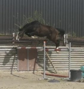 Iron Star Neveztell - Elevage Neveztell (Cicero Z x Chef Rouge)