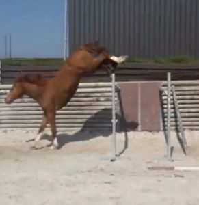 Giulio de Neveztell - Elevage Neveztell à Rennes