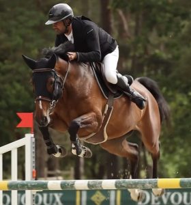 Just Neveztell - Elevage Neveztell (Diamant de Semilly x Ensor van de Heffinck)