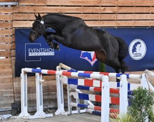 Let's Go Neveztell LG - Elevage Neveztell (Diamant de Semilly x L'Arc de Triomphe)